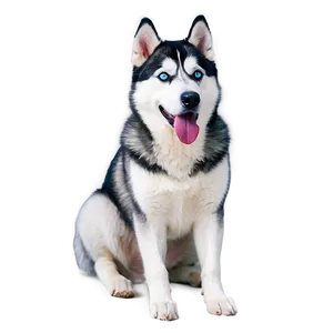 Siberian Husky Laying PNG Ise PNG