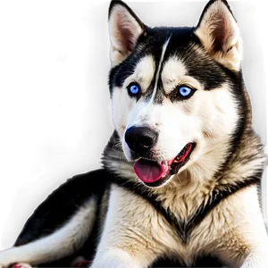 Siberian Husky Laying PNG Xdv