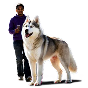 Siberian Husky On Walk Png 06252024 PNG image