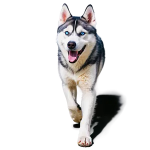 Siberian Husky On Walk PNG 06252024