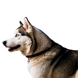 Siberian Husky On Walk Png Viw47 PNG image