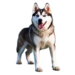 Siberian Husky Pack Png 06252024 PNG image