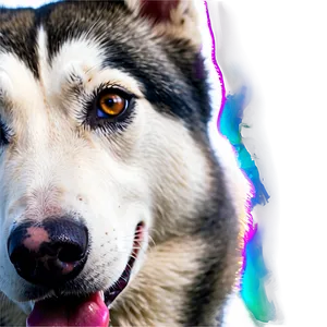 Siberian Husky Pack PNG 73 PNG