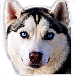 Siberian Husky Portrait PNG 18 PNG
