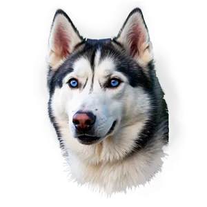 Siberian Husky Portrait Png Psy93 PNG image