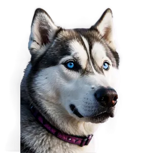 Siberian Husky Portrait PNG Tls58 PNG