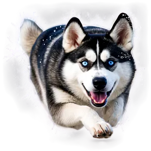 Siberian Husky Running In Snow Png 06252024 PNG image