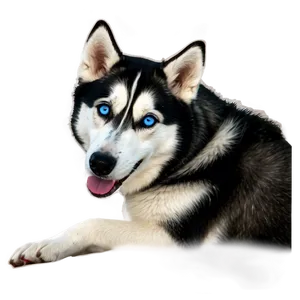 Siberian Husky Side View Png 06252024 PNG image