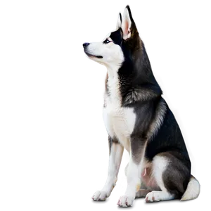 Siberian Husky Side View Png 06252024 PNG image