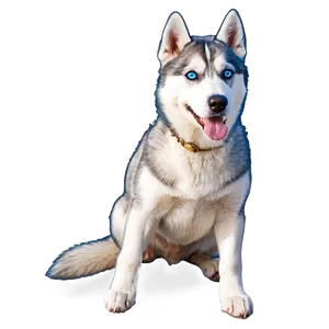 Siberian Husky Sitting PNG 06252024