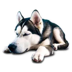 Siberian Husky Sleeping Png Ipp35 PNG image