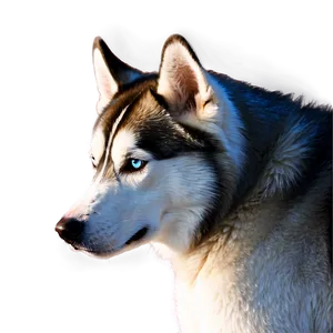 Siberian Husky With Ball Png Saa81 PNG image