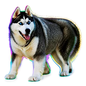 Siberian Husky With Husky Friend Png 06252024 PNG image