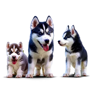Siberian Husky With Puppies PNG 06252024