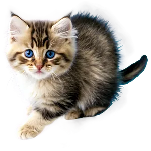 Siberian Kitten PNG 05232024 PNG