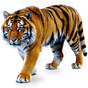 Siberian Tiger Glance PNG 06252024 PNG