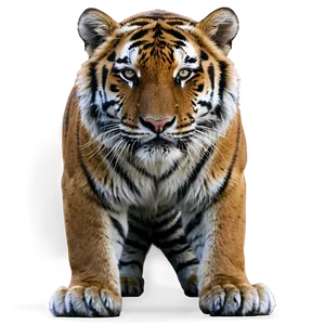 Siberian Tiger Glance Png 24 PNG image