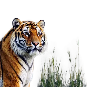 Siberian Tiger Glance Png Bhy14 PNG image