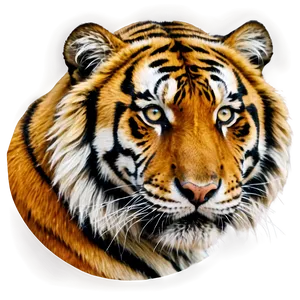 Siberian Tiger Glance Png Olv89 PNG image