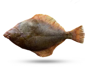 Side View Flounder Fish PNG image