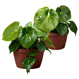 Signs Of Overwatered Pothos PNG Gjp1
