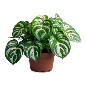 Signs Of Overwatered Pothos PNG Oll10
