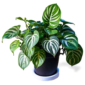 Signs Of Overwatered Pothos PNG Rjr