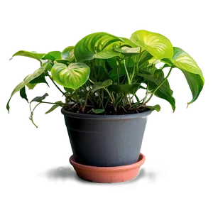 Signs Of Overwatered Pothos PNG Sox