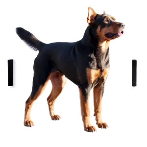 Silhouette Dogs PNG 05242024
