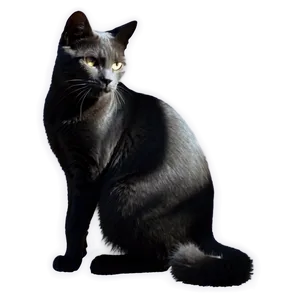Silhouette Of Grey Cat PNG 06252024