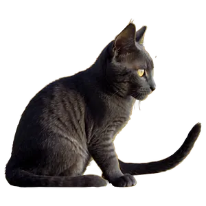 Silhouette Of Grey Cat PNG 22