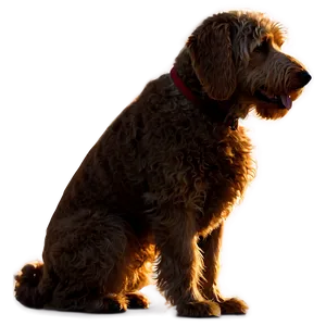 Silhouette Of Labradoodle Png 2 PNG image