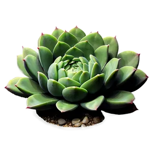 Silhouette Succulent Png 29 PNG image