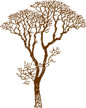 Silhouetted African Acacia Tree