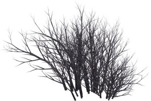 Silhouetted Bare Bush Against Dark Background PNG image