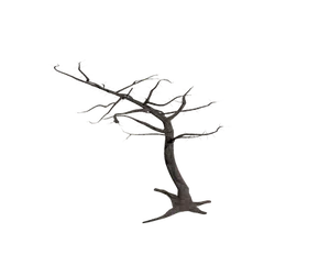 Silhouetted Bare Tree Against Dark Background.jpg