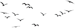 Silhouetted Birds Against Night Sky