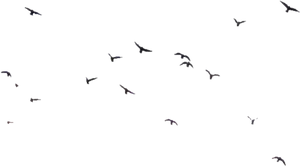 Silhouetted Birdsin Night Sky
