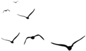 Silhouetted Birdsin Night Sky