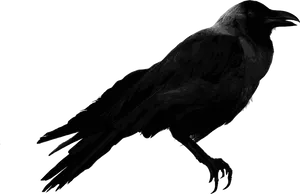 Silhouetted Crow Profile PNG image