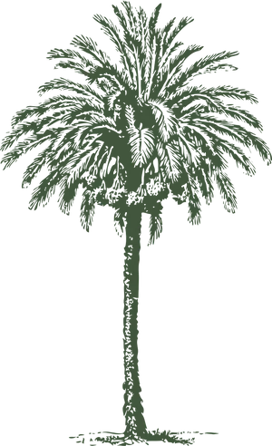 Silhouetted Palm Tree Graphic