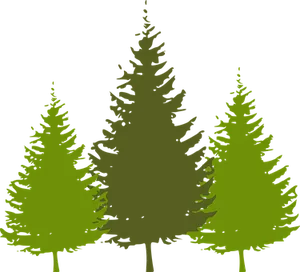 Silhouetted Pine Trees Graphic PNG image