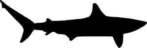 Silhouetted Shark Profile