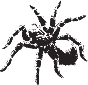 Silhouetted Spider Graphic PNG image