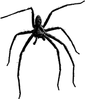 Silhouetted Spideron Web PNG image