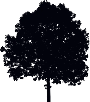 Silhouetted Tree Against Night Sky