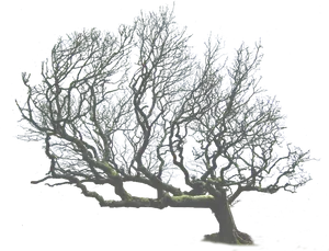 Silhouetted Tree Against Night Sky.jpg