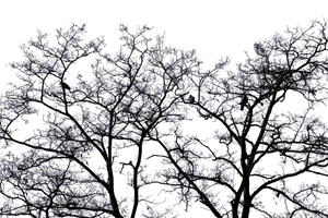 Silhouetted Trees Against Twilight Sky