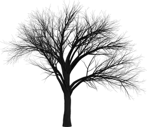Silhouetteof Bare Tree Against Dark Background
