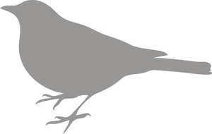 Silhouetteof Bird
